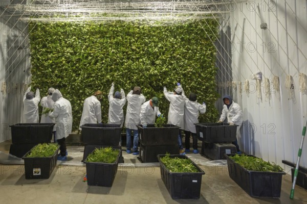 Paw Paw, Michigan, Migrant farmworkers at Grasshopper Farms hang the newly-harvested cannabis on