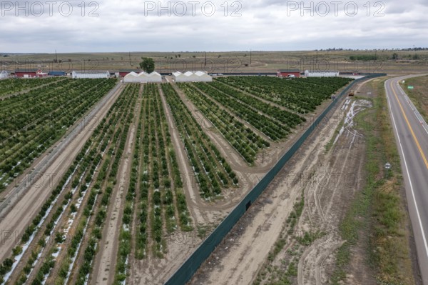 Avondale, Colorado, Cannabis growing at the Mammoth Farms facility (formerlly Los Suenos), near