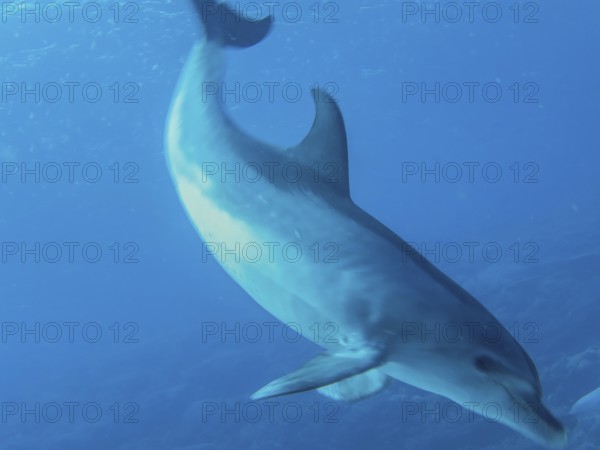 Dolphin, Bottlenose dolphin, Dive site Shaab El Erg Dolphin House, Red Sea, Egypt, Africa