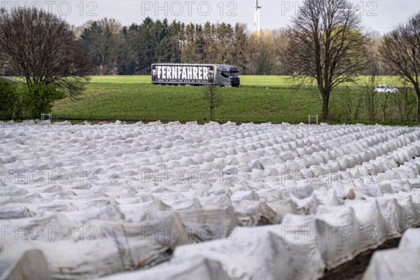 Asparagus fields, asparagus stems under foil, for faster growth, near Kirchhellen, district of