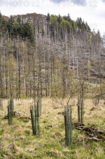 Newly planted trees, dead spruce forest in the background, forest dieback in the Arnsberg Forest