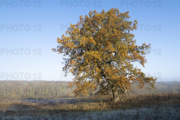 English oak (Quercus robur), solitary tree in a meadow, in autumn with yellow discoloured leaves,