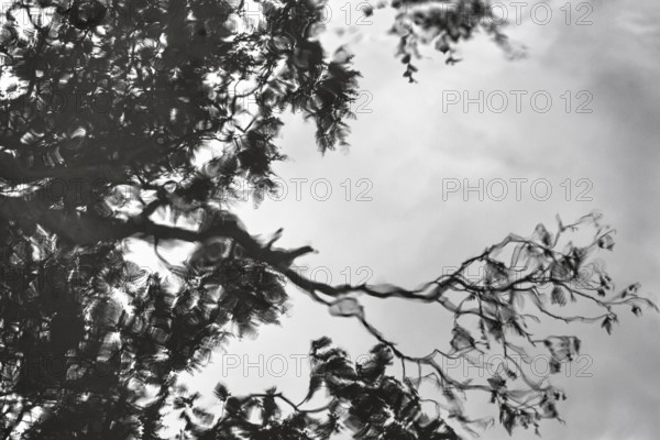 Branches, leaves, dark rain clouds, reflections in rain puddle, text free space, monochrome,