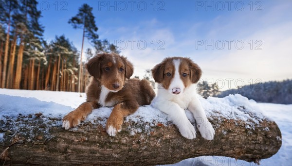 KI generated, dog, dogs, puppy, one, two, three, play, snow, winter, autumn leaves, blue sky,