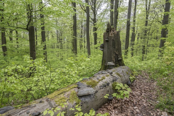 Beech forest (Fagus sylvatica), fresh deciduous shoots, Hainich, Thuringia, Germany, Europe