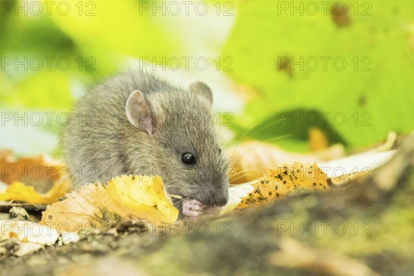 A juvenile Norway rat (Rattus norvegicus) nibbling on the ground between yellow leaves, Hesse,