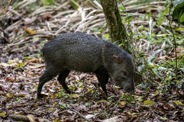 Collared peccary (Pecari tajacu) foraging in the rainforest, Corcovado National Park, Osa,