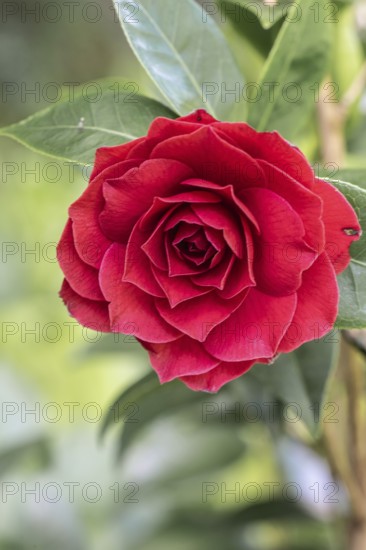 Camellia (Camellia japonica) blossom, Emsland, Lower Saxony, Germany, Europe