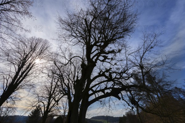 Silhouettes of lime trees (Tilia) with mistletoe (Viscum) backlit by the sun, Bühl, Upper