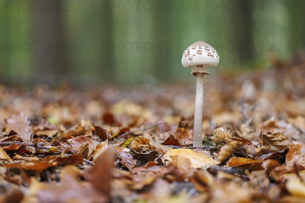Parasol fungus (Macrolepiota procera), Germany, Europe