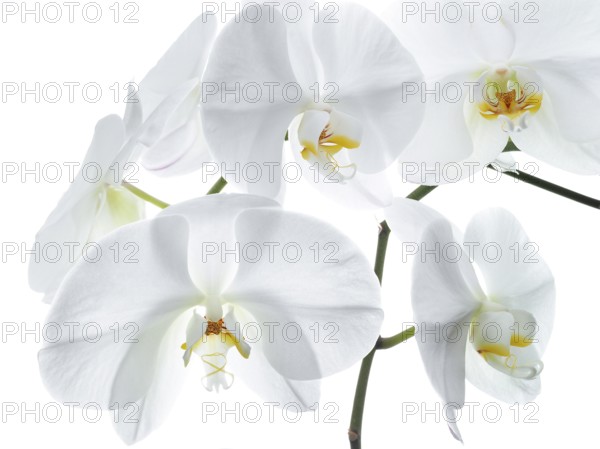 White orchid (Phalaenopsis), flowers