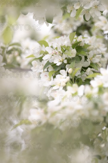 Apple blossom branch with white open flowers and yellow stamens, few closed flowers in pink, green