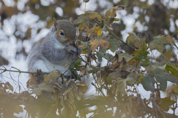 Grey squirrel (Sciurus carolinensis) adult animal feeding on Field maple tree seeds, Suffolk,