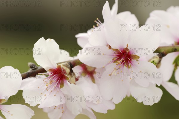 Almond tree (Prunus dulcis, Prunus amygdalus), blossoms, Hessische Bergstrasse, Hesse, Germany,