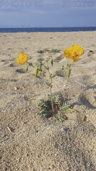 A yellow flower growing from the sand of a quiet beach with blue sea in the background, yellow