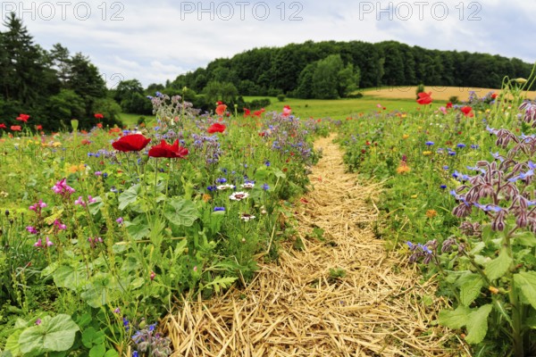 Hiking trail, circular trail through colourful flower meadow, Frau-Holle-Land Geo-nature park Park,