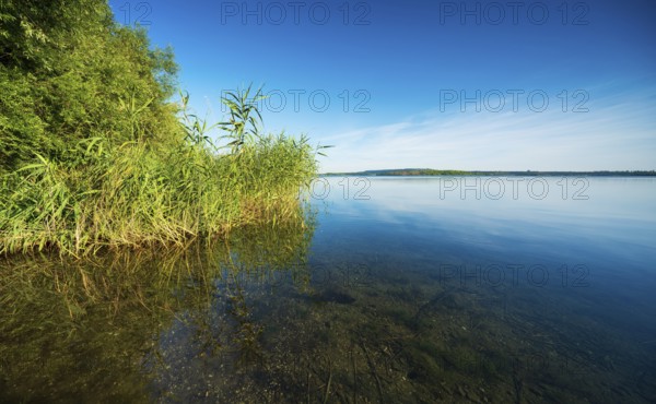 Summer day at the Geiseltalsee, reeds and trees on the shore, blue sky, clear water, Braunsbedra,