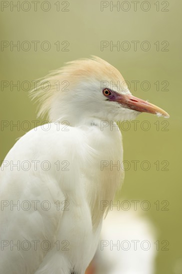 Cattle egret (Bubulcus ibis), portrait, Camargue, France, Europe