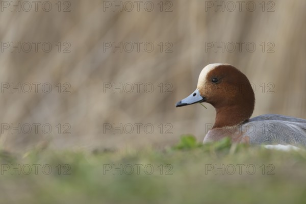 Eurasian wigeon duck (Mareca penelope) adult male bird feeding on grassland, England, United