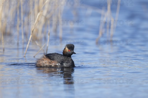Black necked grebe (Podiceps nigricollis) adult bird in breeding plumage on a lake, Yorkshire,