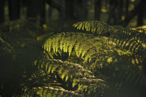 The sun shines on a fern in a forest near Born am Darß shortly after sunrise. Born, 01.08.2024