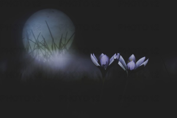 Two crocuses stand out against the light in Berlin, 29/02/2024