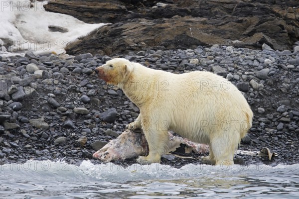 Fat collared polar bear (Ursus maritimus) with radio collar, GPS tracker eating from beached
