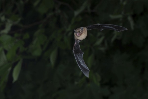 Common pipistrelle (Pipistrellus pipistrellus) hunting insects in front of deciduous forest,