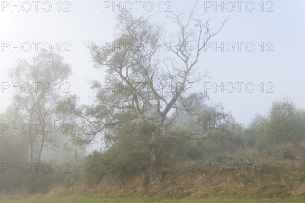Foggy landscape, birch trees (Betula) and broom (Genista) with spider webs, North Rhine-Westphalia,