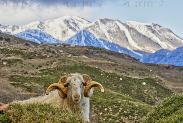 A ram poses in a mountainous, snow-covered landscape, near the Kallikratis Gorge, Lefka Ori, White