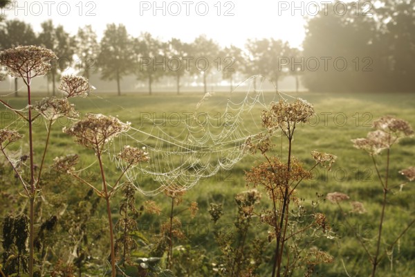 Landscape, meadow, morning, sunlight, spider web, Germany, The great construction of the spider web