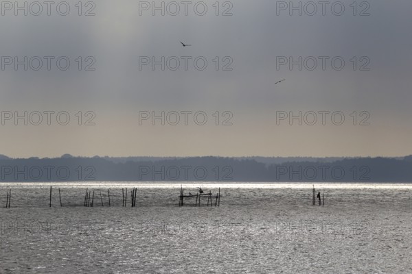 Usedom, on the Achterwasser, September, Mecklenburg-Western Pomerania, Germany, Europe