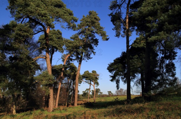 Scots pine trees Pinus sylvestris against blue sky on on heathland, Sutton Heath, Suffolk, England,