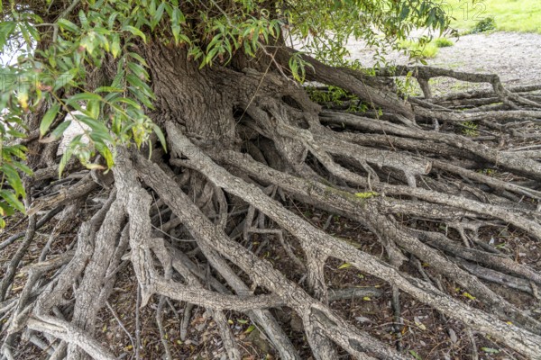 Rhine bank near Duisburg-Baerl, old silver willow, exposed roots, North Rhine-Westphalia, Germany,