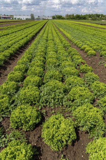 Agriculture, lettuce growing in a field, Lollo Bionda, in long rows of plants, North