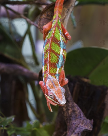 Panther chameleon (Furcifer pardalis), Germany, Europe