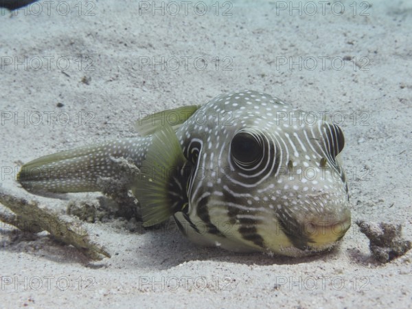A white-spotted puffer (Arothron Hispidus) rests in the sand. Dive site House Reef, Mangrove Bay,