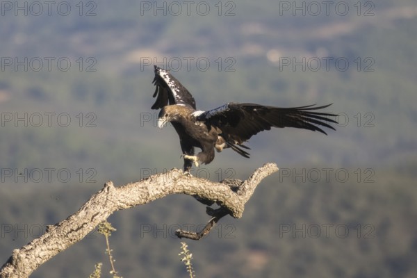 Iberian Eagle (Aquila adalberti), Spanish imperial eagle, Extremadura, Castilla La Mancha, Spain,