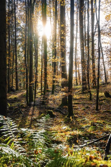 Rays of sunlight fall on a peaceful, golden autumn forest with shade and plants, tree planting