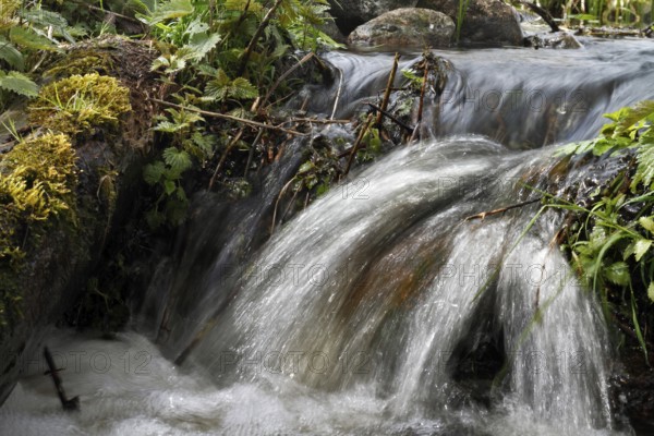 Waterfall with flowing water, surrounded by moss, plants and stones, moor on the River Peene, moor
