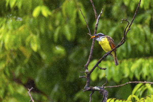 Sugarbird (Coereba flaveola), tanager (Thraupidae), Sierpe, Puentarenas, Costa Rica, Central