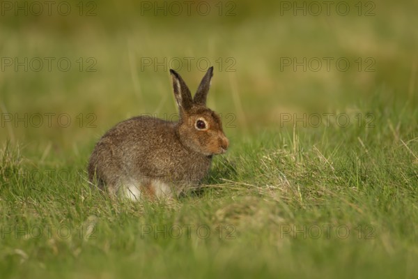 Mountain hare (Lepus timidus) adult animal in its summer coat on a hillside meadow, Cairngorm