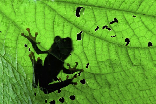 Red-eyed tree frog or red-eyed leaf frog (Agalychnis callidryas) in Chinese shadow on a leaf, Costa
