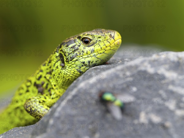 Sand lizard (Lacerta agilis), male on a stone, fly in the foreground, Wetzlar, Hesse, Germany,