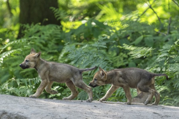 Two pups running through the forest and exploring their surroundings, European gray wolf (Canis