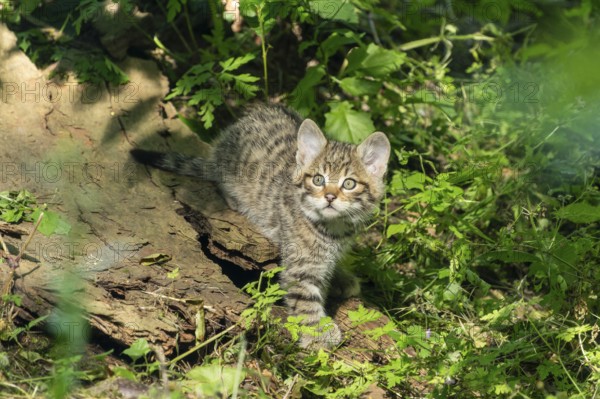 A young kitten in the forest looks curiously into the camera, wildcat (Felis silvestris), kittens,