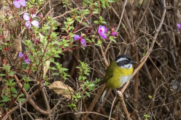 White-browed Bushtangar (Chlorospingus pileatus), Los Quetzales National Park, Costa Rica, Central