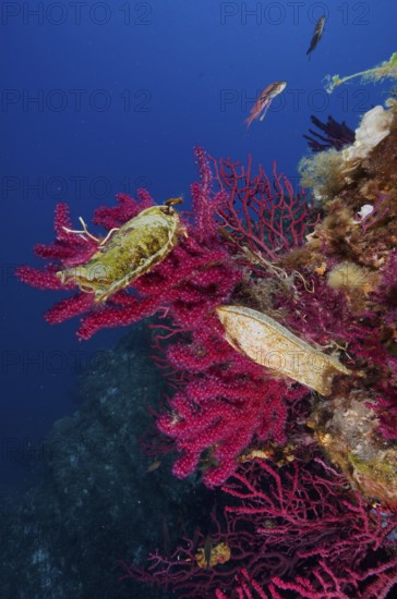 Egg capsule of large spotted catshark (Scyliorhinus stellaris) attached to Violescent sea-whip