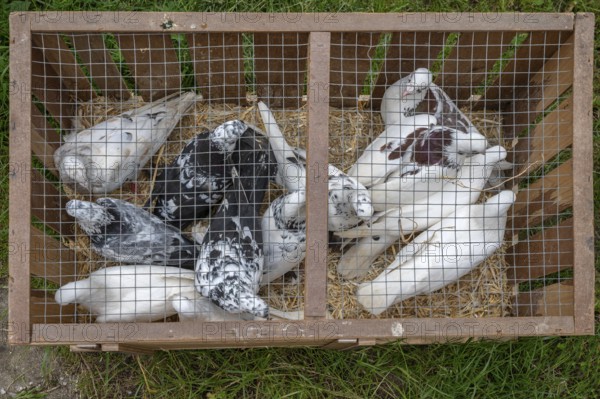Carrier pigeons ready to fly in a cage, Bavaria, Germany, Europe