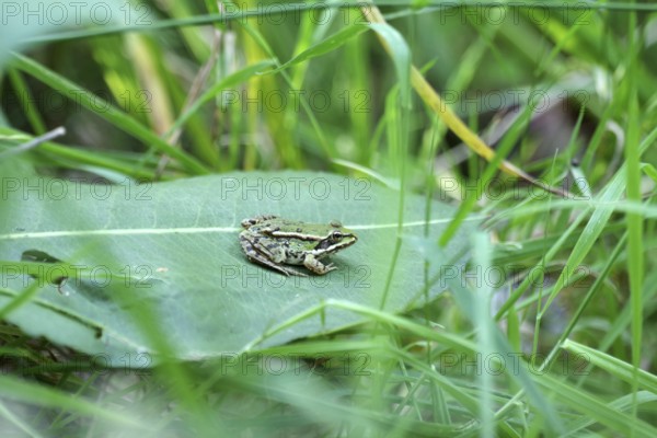Green frog (Pelophylax esculentus), leaf, green, summer, The pond frog sits on a green leaf between